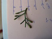 summer photograph Italiaanse_cypres__Cupressus_sempervirens__Italian_cypressimg_4109.jpg