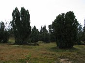 summer photograph Jeneverbes__Juniperus_communis__Common_juniperimg_3311.jpg