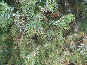 summer photograph Jeneverbes__Juniperus_communis__Common_juniperimg_3322.jpg