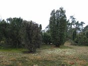 summer photograph Jeneverbes__Juniperus_communis__Common_juniperimg_3334.jpg
