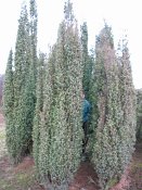 summer photograph Jeneverbes__Juniperus_communis__Common_juniperimg_3345.jpg