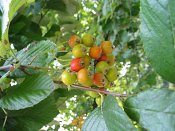 summer photograph Meelbes__Sorbus_aria__Whitebeamimg_6692.jpg