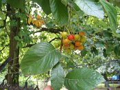 summer photograph Meelbes__Sorbus_aria__Whitebeamimg_6693.jpg