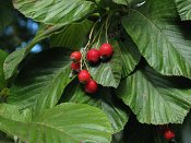 summer photograph Meelbes__Sorbus_aria__Whitebeamimg_7014vrucht.jpg