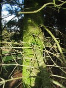 summer photograph Nordmannspar__Abies_nordmanniana__Nordmann_fir_Caucasian_firimg_3032.jpg