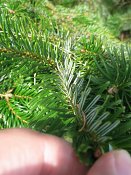 summer photograph Nordmannspar__Abies_nordmanniana__Nordmann_fir_Caucasian_firimg_3033.jpg