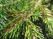 summer photograph Nordmannspar__Abies_nordmanniana__Nordmann_fir_Caucasian_firimg_3036.jpg