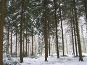 summer photograph Oosterse_hemlockspar__Tsuga_canadensis__Eastern_hemlockimg_3796.jpg