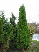 summer photograph Oosterse_levensboom__Thuja_orientalis__Oriental_arborvitaeimg_1917.jpg