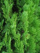 summer photograph Oosterse_levensboom__Thuja_orientalis__Oriental_arborvitaeimg_1918.jpg