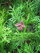 summer photograph Oosterse_levensboom__Thuja_orientalis__Oriental_arborvitaeimg_1939.jpg