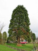 summer photograph Reuze_sequoia_Mammoetboom__Sequoiadendron_giganteum__Giant_sequoiaimg_2907.jpg