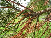 summer photograph Reuze_sequoia_Mammoetboom__Sequoiadendron_giganteum__Giant_sequoiaimg_2913.jpg