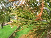 summer photograph Reuze_sequoia_Mammoetboom__Sequoiadendron_giganteum__Giant_sequoiaimg_2914needlesnaalden.jpg