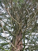 summer photograph Reuze_sequoia_Mammoetboom__Sequoiadendron_giganteum__Giant_sequoiaimg_2915.jpg