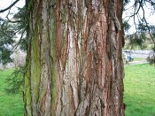 summer photograph Reuze_sequoia_Mammoetboom__Sequoiadendron_giganteum__Giant_sequoiaimg_2916bastbark.jpg