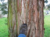 summer photograph Reuze_sequoia_Mammoetboom__Sequoiadendron_giganteum__Giant_sequoiaimg_2917bastbark.jpg