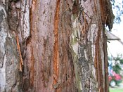 summer photograph Reuze_sequoia_Mammoetboom__Sequoiadendron_giganteum__Giant_sequoiaimg_2918bast.jpg