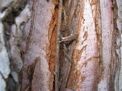 summer photograph Reuze_sequoia_Mammoetboom__Sequoiadendron_giganteum__Giant_sequoiaimg_2919.jpg