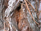 summer photograph Reuze_sequoia_Mammoetboom__Sequoiadendron_giganteum__Giant_sequoiaimg_2920.jpg