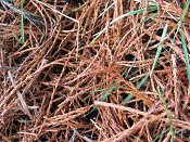 summer photograph Reuze_sequoia_Mammoetboom__Sequoiadendron_giganteum__Giant_sequoiaimg_2921.jpg