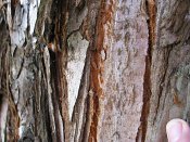 summer photograph Reuze_sequoia_Mammoetboom__Sequoiadendron_giganteum__Giant_sequoiaimg_2923.jpg