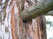 summer photograph Reuze_sequoia_Mammoetboom__Sequoiadendron_giganteum__Giant_sequoiaimg_2924.jpg