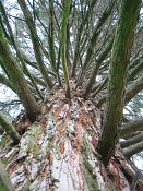 summer photograph Reuze_sequoia_Mammoetboom__Sequoiadendron_giganteum__Giant_sequoiaimg_2926.jpg