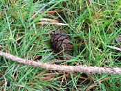 summer photograph Reuze_sequoia_Mammoetboom__Sequoiadendron_giganteum__Giant_sequoiaimg_2927.jpg