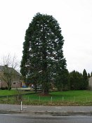 summer photograph Reuze_sequoia_Mammoetboom__Sequoiadendron_giganteum__Giant_sequoiaimg_2928.jpg