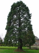 summer photograph Reuze_sequoia_Mammoetboom__Sequoiadendron_giganteum__Giant_sequoiaimg_2930.jpg