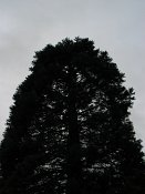 summer photograph Reuze_sequoia_Mammoetboom__Sequoiadendron_giganteum__Giant_sequoiaimg_2933.jpg