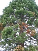 summer photograph Reuze_sequoia_Mammoetboom__Sequoiadendron_giganteum__Giant_sequoiaimg_2934.jpg