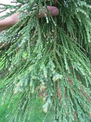 summer photograph Reuze_sequoia_Mammoetboom__Sequoiadendron_giganteum__Giant_sequoiaimg_2937blad.jpg