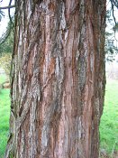 summer photograph Reuze_sequoia_Mammoetboom__Sequoiadendron_giganteum__Giant_sequoiaimg_2938.jpg