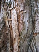 summer photograph Reuze_sequoia_Mammoetboom__Sequoiadendron_giganteum__Giant_sequoiaimg_2939.jpg