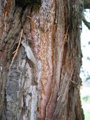 summer photograph Reuze_sequoia_Mammoetboom__Sequoiadendron_giganteum__Giant_sequoiaimg_2940.jpg