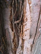 summer photograph Reuze_sequoia_Mammoetboom__Sequoiadendron_giganteum__Giant_sequoiaimg_3040.jpg