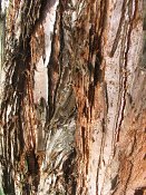 summer photograph Reuze_sequoia_Mammoetboom__Sequoiadendron_giganteum__Giant_sequoiaimg_3041.jpg