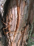 summer photograph Reuze_sequoia_Mammoetboom__Sequoiadendron_giganteum__Giant_sequoiaimg_3042.jpg