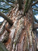 summer photograph Reuze_sequoia_Mammoetboom__Sequoiadendron_giganteum__Giant_sequoiaimg_3043.jpg