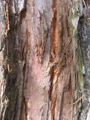 summer photograph Reuze_sequoia_Mammoetboom__Sequoiadendron_giganteum__Giant_sequoiaimg_3044.jpg