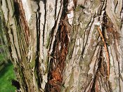 summer photograph Reuze_sequoia_Mammoetboom__Sequoiadendron_giganteum__Giant_sequoiaimg_3045.jpg