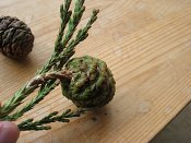 summer photograph Reuze_sequoia_Mammoetboom__Sequoiadendron_giganteum__Giant_sequoiaimg_3056.jpg