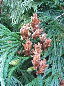 summer photograph Reuzen_levensboom__Thuja_plicata__Giant_arborvitaeimg_2042coneskegelsvrucht.jpg