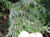 summer photograph Reuzen_levensboom__Thuja_plicata__Giant_arborvitaeimg_2894blad.jpg