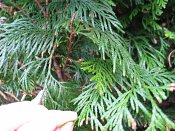 summer photograph Reuzen_levensboom__Thuja_plicata__Giant_arborvitaeimg_2895.jpg