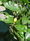 summer photograph Sierappel__Mapus_spec__Crab_appleimg_6915.jpg