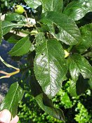 summer photograph Sierappel__Mapus_spec__Crab_appleimg_6916.jpg