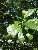 summer photograph Sierappel__Mapus_spec__Crab_appleimg_6917.jpg